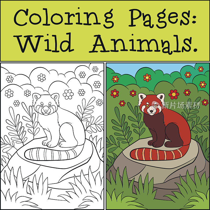 color_example_wild animals_red panda01